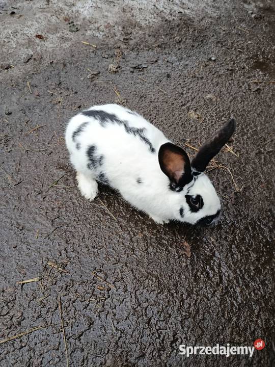 Króliki różnej wielkości łódzkie Gorzkowice sprzedam