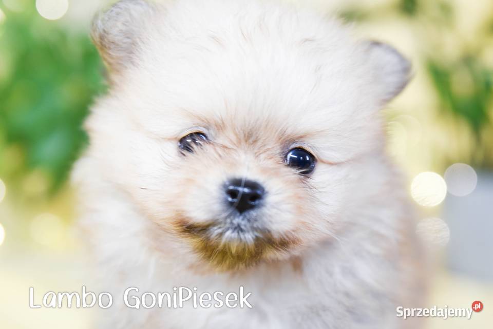 Pomeranian Szpic Miniaturowy