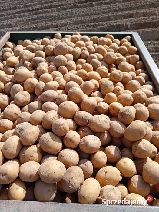 ziemniaki wielości sadzonki sadzeniaki denar Węsiory