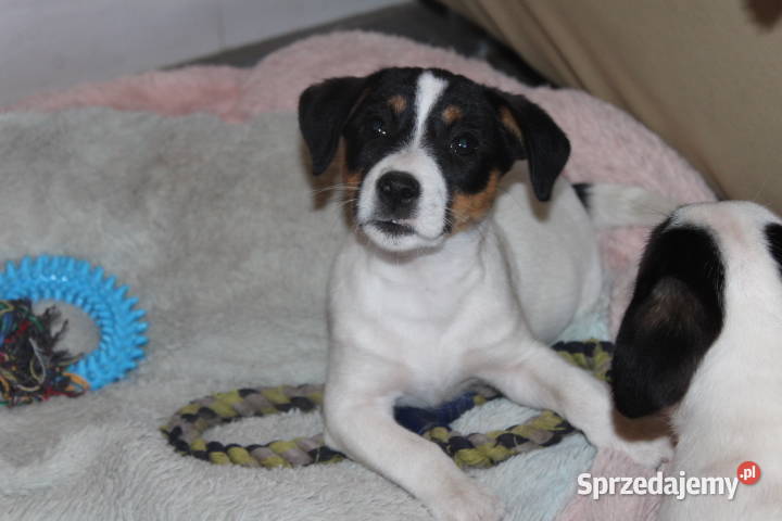 Szczenięta JACK R Terrier piesek suczka Jarocin