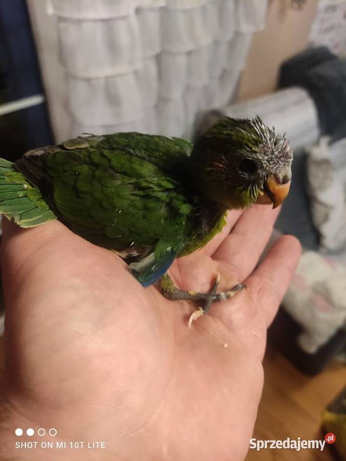 Ręcznie karmione papużki Modrolotki sprzedam Zgierz