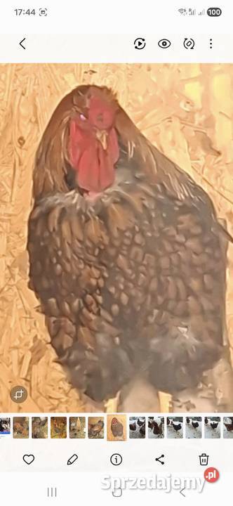 Wyandotte złotołuskowe Chyżne