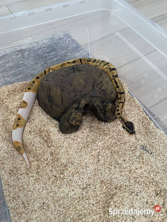 Python Regius Samica Enchi Piebald