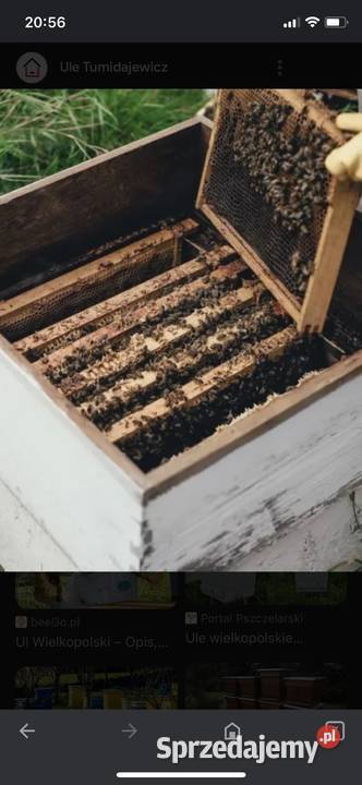 Sprzedam ule z pszczołami Oborniki Śląskie