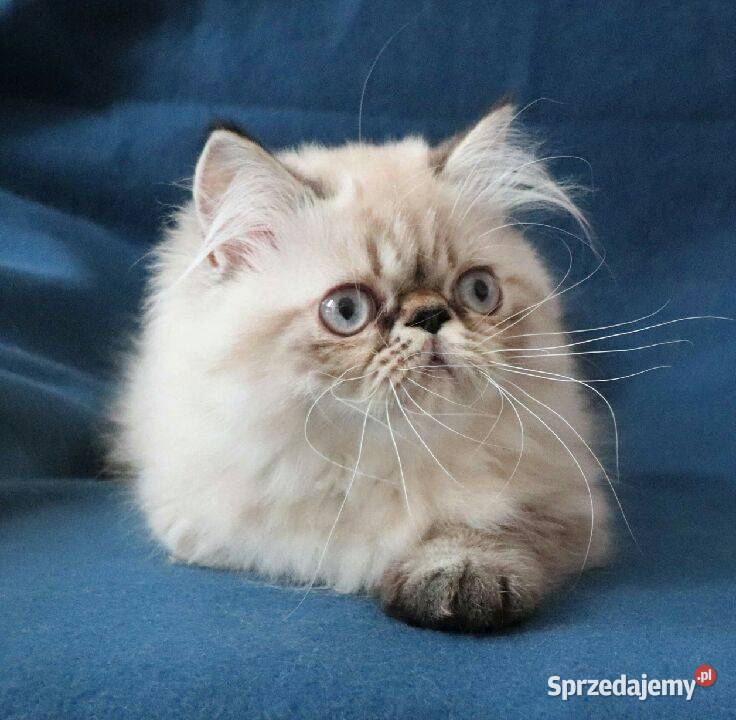 Piękne koteczki persy pointy himalaje sprzedam
