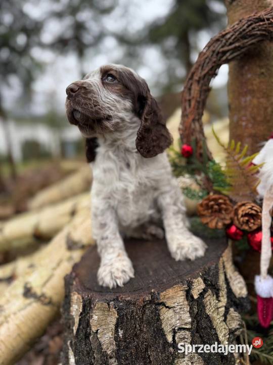 Jedyna taka Wyjątkowa sunia Cocker Spaniel