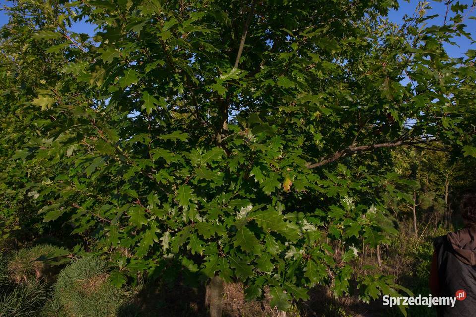 Dąb czerwony Quercus rubra obwód 1214 z gruntu