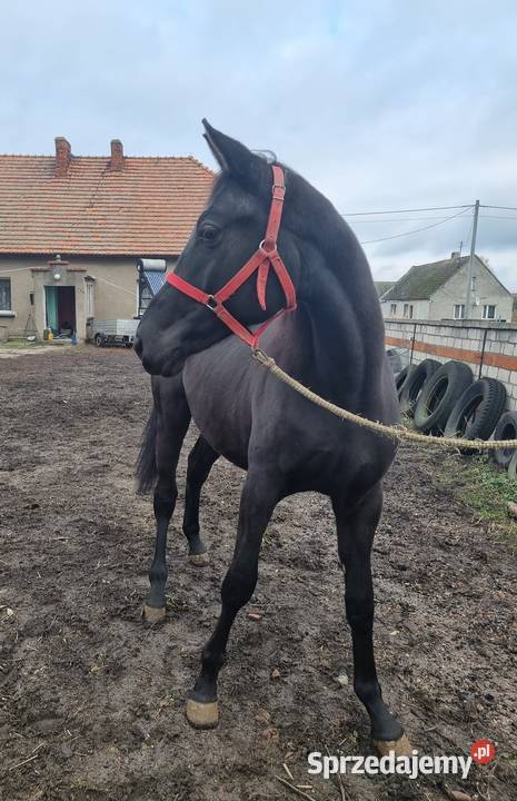 Kary ogier na sprzedaż