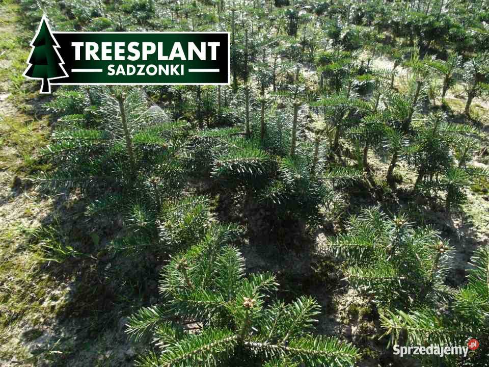 Jodła kaukaska Sadzonki na plantacje świerk Lublin