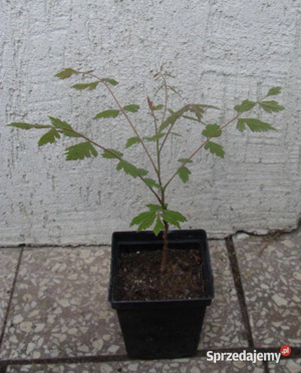 MYDLENIEC WIECHOWATY Miododajny sadzonki w don Ustronie