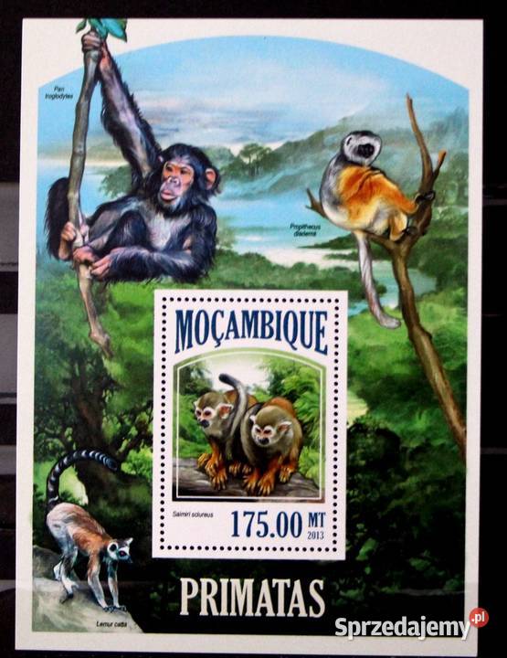 Mozambik małpa 2 Oborniki