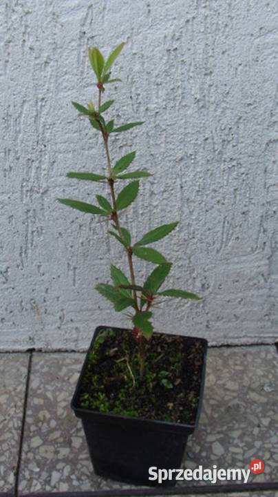 BERBERYS JULIANNY sadzonki w doniczkach Liściaste Ustronie