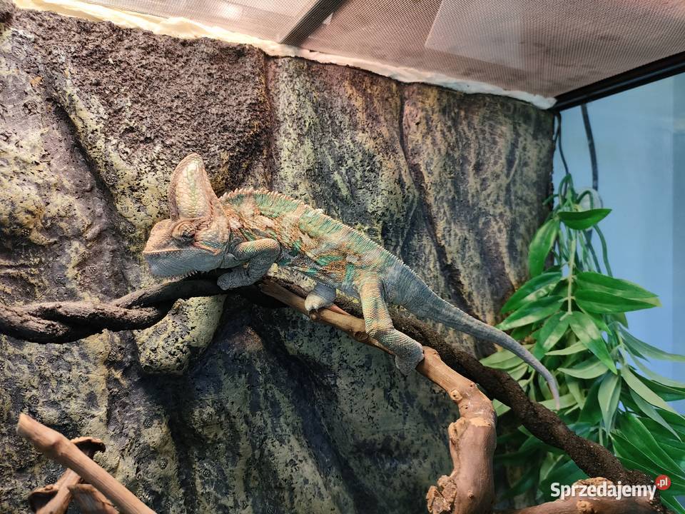 Kameleon Jemeński Świdnica Polska