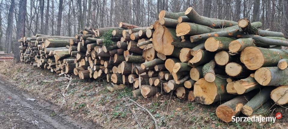drewno opałowe kłody buk jesiondąb dolnośląskie Jelenia Góra