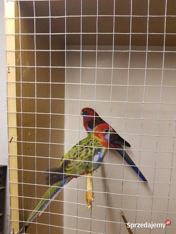 Rozelle królewskie Wodzisław Śląski