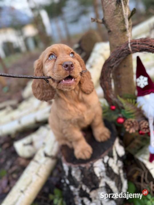 Cudowny piesek Cocker Spaniel Angielski z Cocker Spaniel Kraków sprzedam