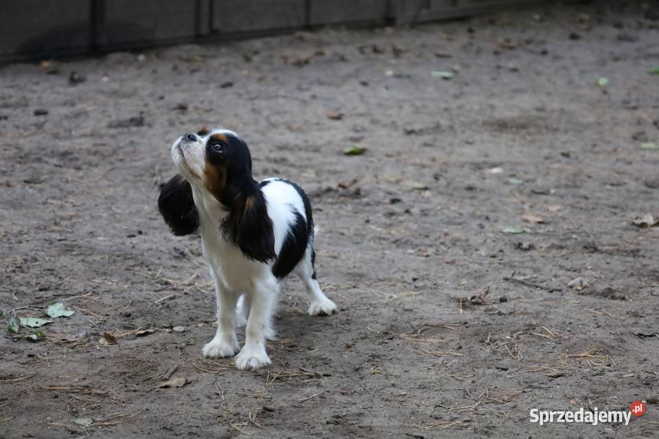 Cavalier King Charles Spaniel suczka Czeladź sprzedam