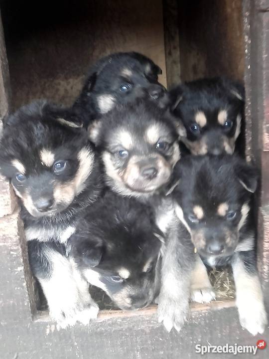 Malamut husky owczarek niemicki Psy