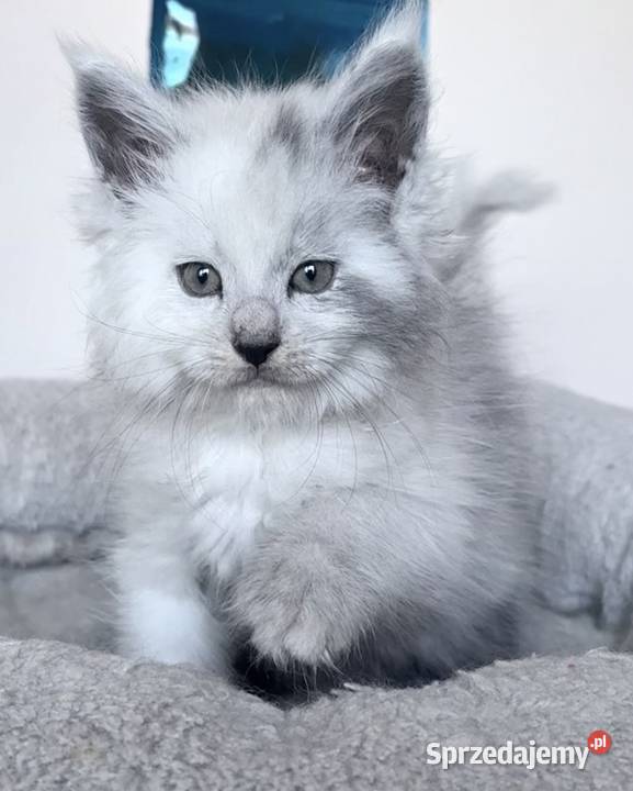 Maine Coon Kocięta importach dolnośląskie