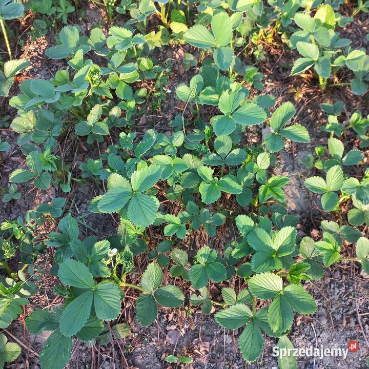 Sadzonki truskawek Pabianice
