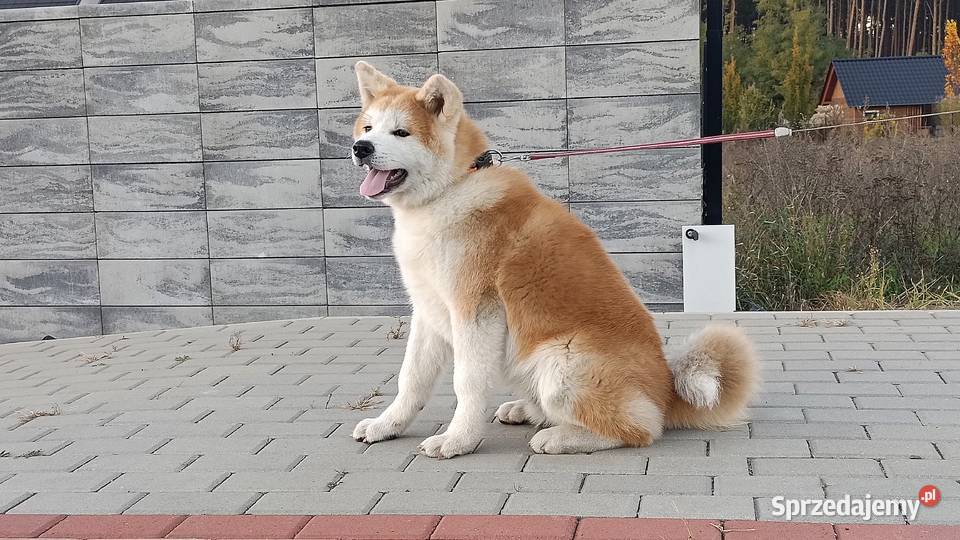 Akita okazja Siedlisko sprzedam