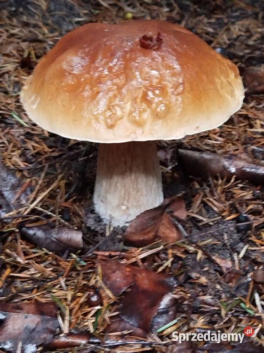 Sprzedam suszone borowiki 100 gram 15 wielkopolskie Bukowiec