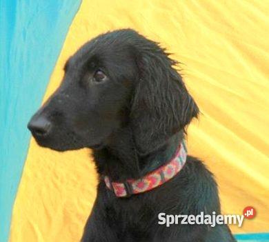 szczenięta flat coated retriever zapowiedź miotu