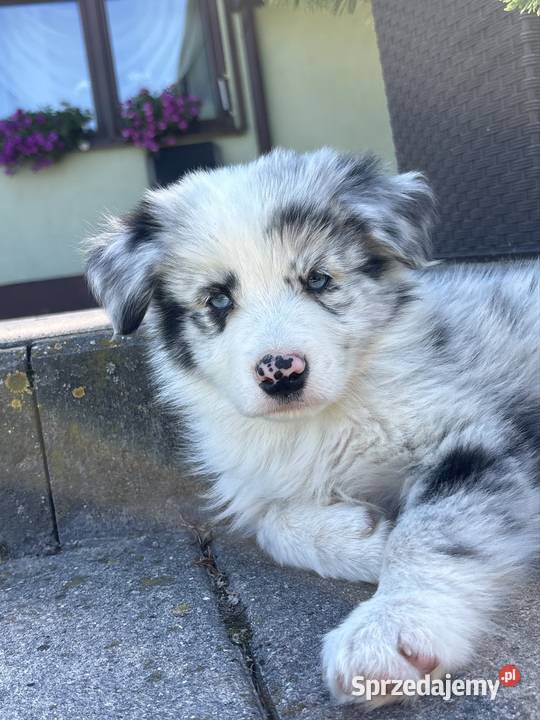 SZCZENIAK BORDER COLLIE Sieradz