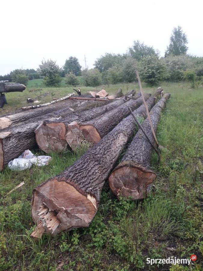 Topola drewnodrzewo tartaczne Chełm