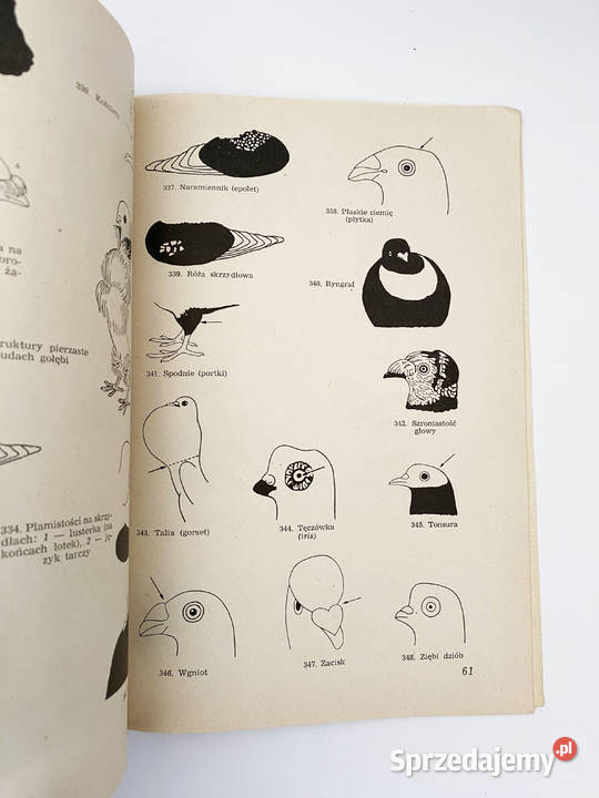 Gołębie Ich rasy i hodowla Władysław Herman Pozostałe mazowieckie Warszawa