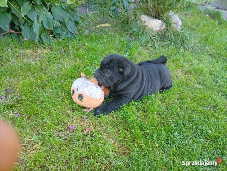 SHAR PEI Lublin sprzedam