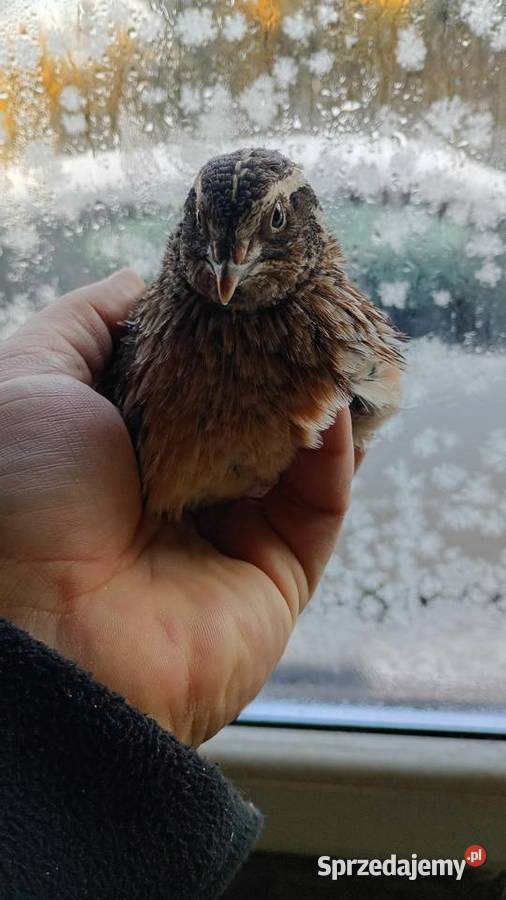 Samce przepirki sprzedam świętokrzyskie Busko-Zdrój sprzedam