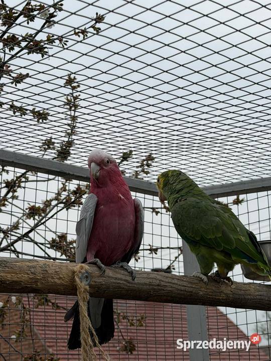 Papuga kakadu różowa Świebodzin