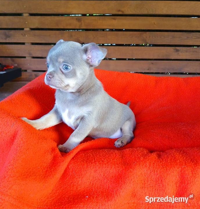 Suczka chihuahua liliowa