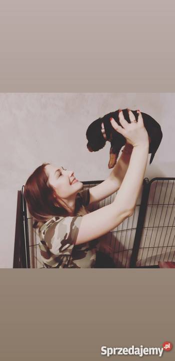 Seter Szkocki Gordon szczenięta Jarząbkowice