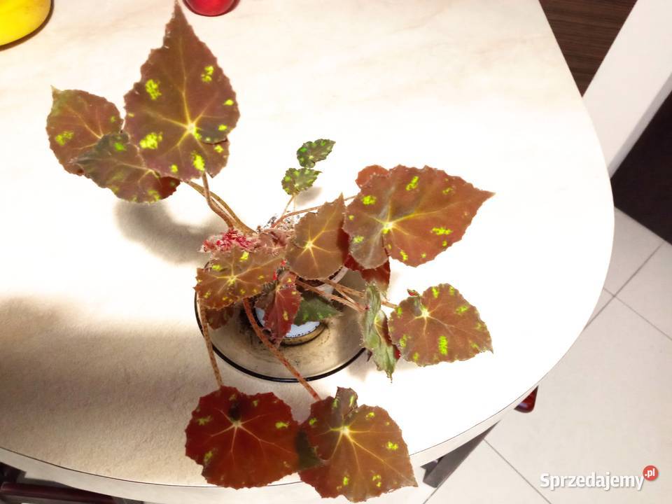 Begonie moje begonie podlaskie Białystok