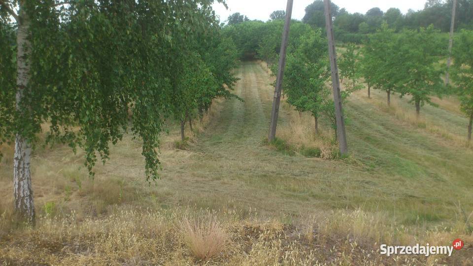 sprzedam zbiór czereśni wiśni śliwek Sobienie-Jeziory