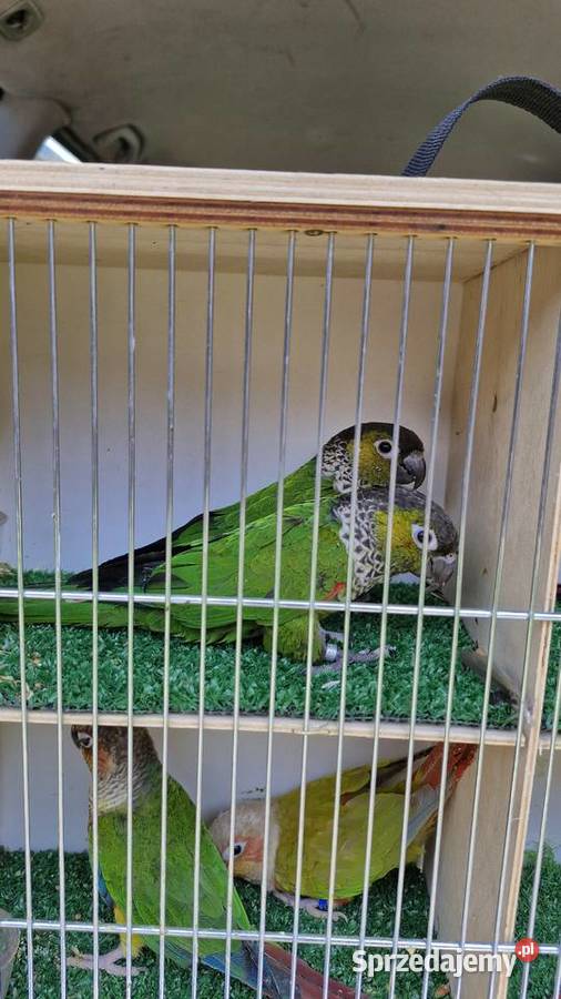 Likwidacja różne gatunki tanio Strzelin