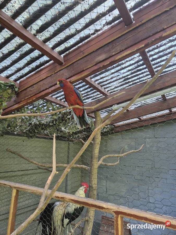 Rozella królewska Wołomin