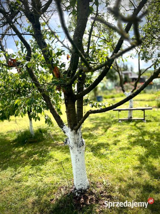 Działka ROD Gorzów Wlkp Śląska ROD Jedwab lubuskie Gorzów Wielkopolski