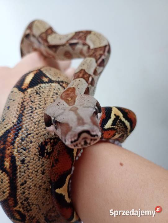 Boa imperator samiecpodrostek sprzedam