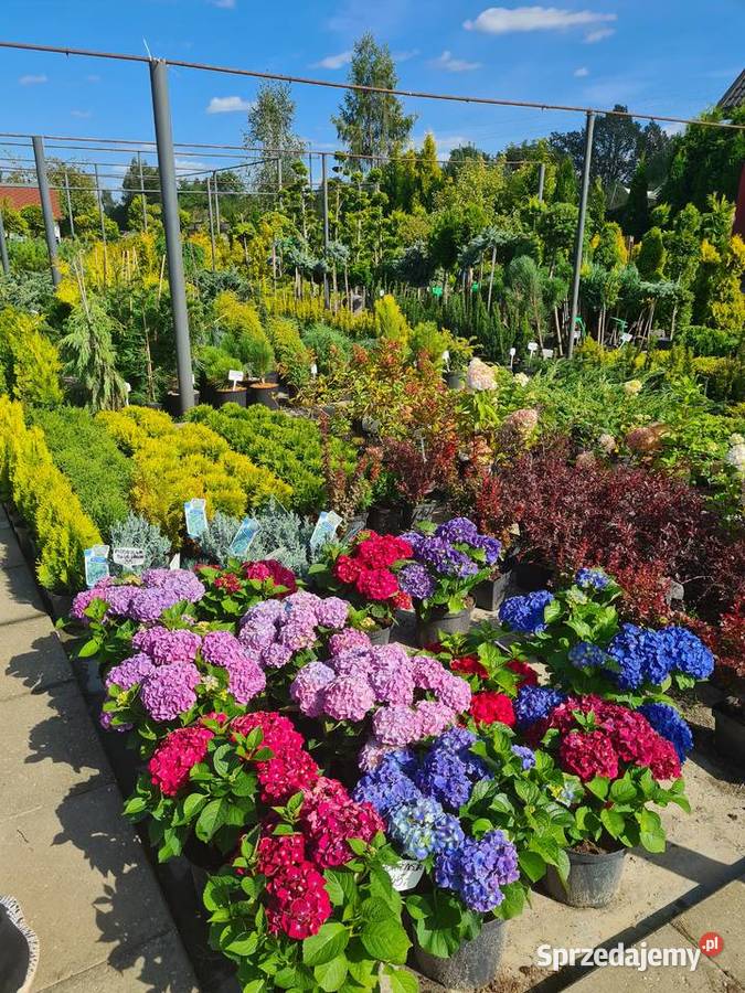 Thuja Smaragd 180200 Szkółka roślin Producent Rydzyny