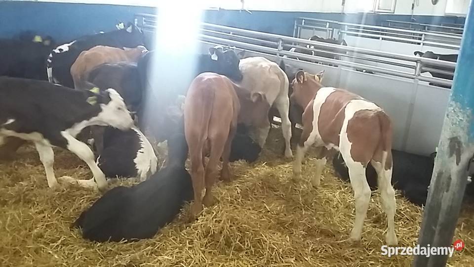 Byczki I jałoszki miesne Piszczac