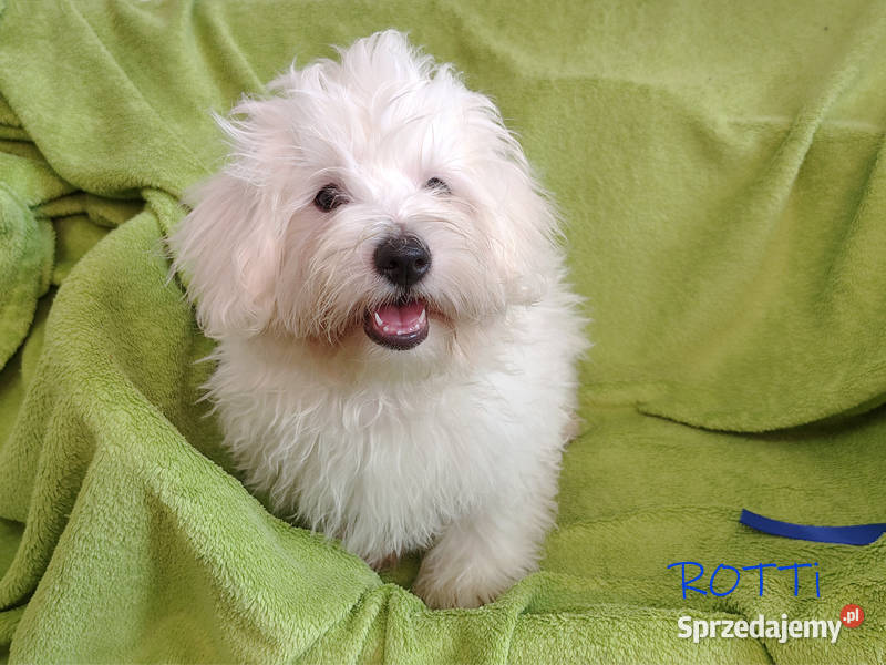 SAMIEC biały piesek Coton De Tulear szczenię Kraków sprzedam