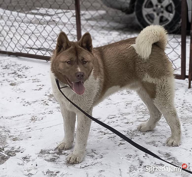 Akita amerykańska Opoczno sprzedam