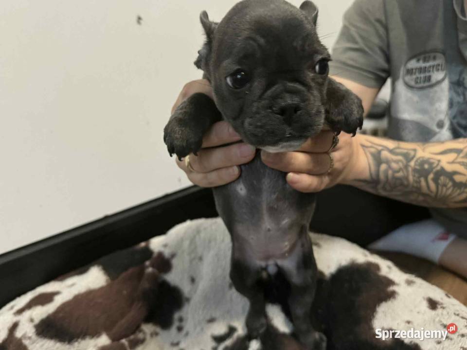 Buldog francuski szczeniaki buldoga francuskiego Sierzchów
