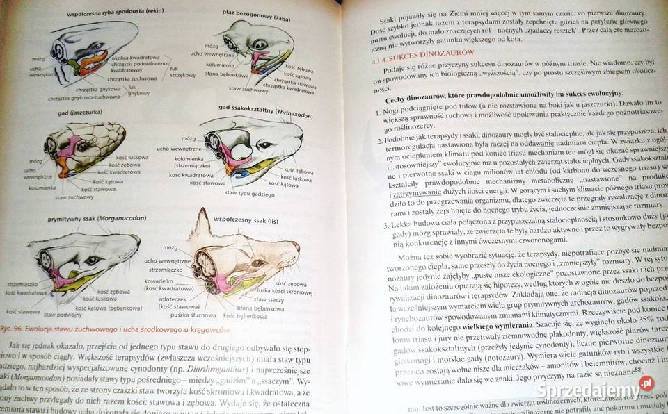 Podstawy ewolucjonizmu Jacek Balerstet lubelskie Chełm