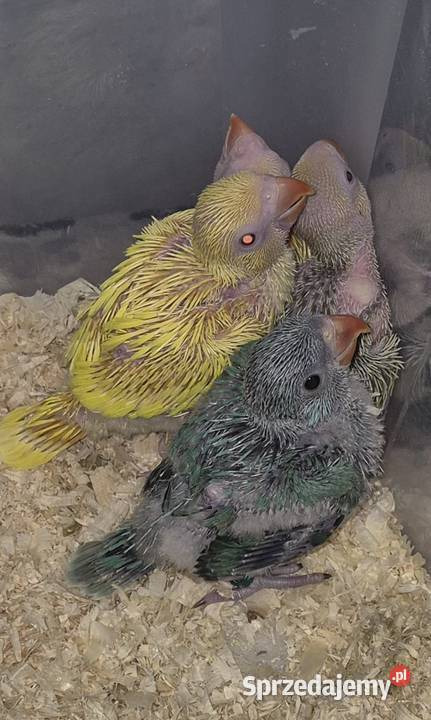 Aleksandrietta obrozna recznie karmiona Mysłowice