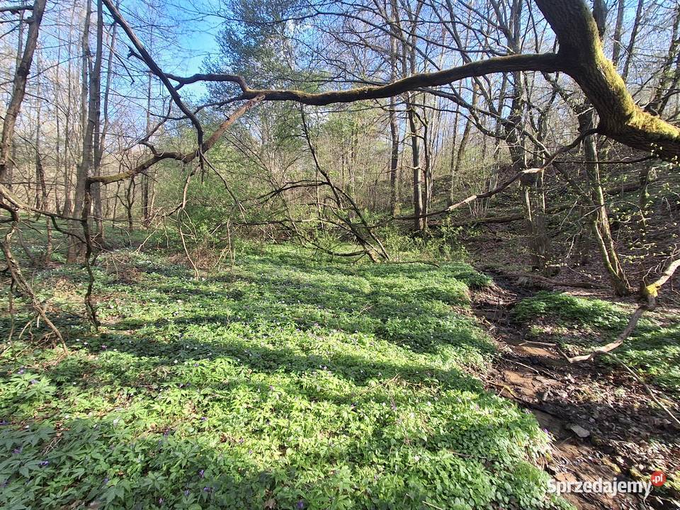 Lipnica Dolna urokliwy młody las sprzedam