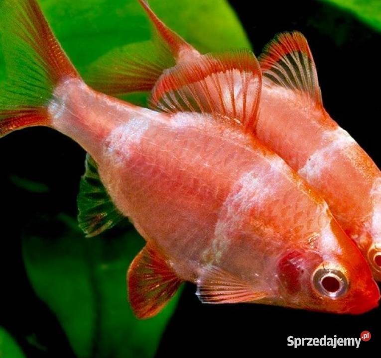 Brzanka sumatrzańska Puntigrus tetrazona ODMIANA Gdańsk sprzedam